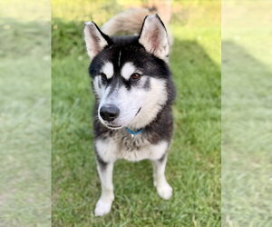 Maverick - Male Siberian Husky Dog for Adoption - Photo #4