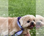 Small Shih Tzu Mix