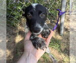 Small #1 Mutt
