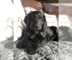 Puppy 4 Labradoodle