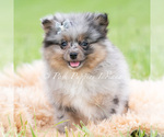 Small Photo #88 Pomeranian Puppy For Sale in WARSAW, IN, USA