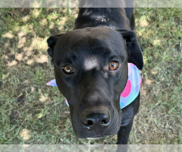 Medium Photo #1 Labrador Retriever-Unknown Mix Puppy For Sale in Tulsa, OK, USA