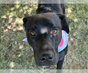 Labrador Retriever-Unknown Mix Dogs for adoption in Tulsa, OK, USA