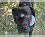 Small Labrador Retriever Mix