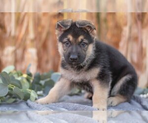 Medium German Shepherd Dog