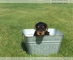 Small Photo #1 Airedale Terrier Puppy For Sale in MC BAIN, MI, USA