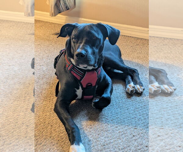 Medium Photo #11 Great Dane-Labrador Retriever Mix Puppy For Sale in Rockaway, NJ, USA
