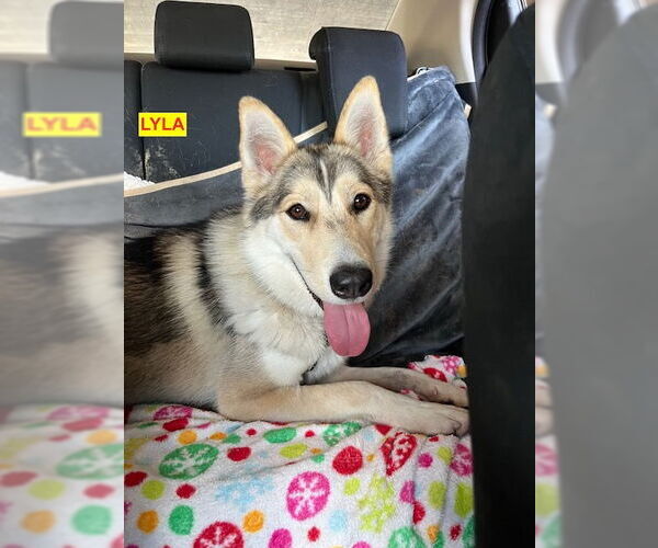 Medium Photo #3 German Shepherd Dog-Siberian Husky Mix Puppy For Sale in Woodland Hills, CA, USA