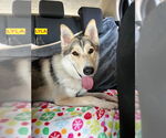Small #2 German Shepherd Dog-Siberian Husky Mix