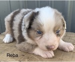 Small Photo #13 Australian Shepherd Puppy For Sale in LYNN, IN, USA