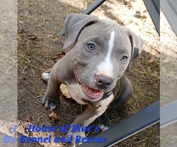 Medium Photo #1 American Pit Bull Terrier Puppy For Sale in DELAWARE, OH, USA