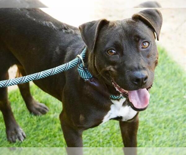 Medium Photo #1 Labrador Retriever-Unknown Mix Puppy For Sale in Tallahassee, FL, USA