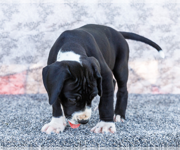 Medium Photo #45 Great Dane Puppy For Sale in WAKARUSA, IN, USA