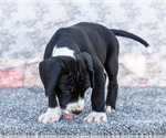 Small #5 Great Dane