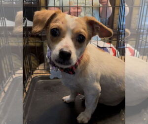 Jack Chi Dogs for adoption in Holly Springs, NC, USA