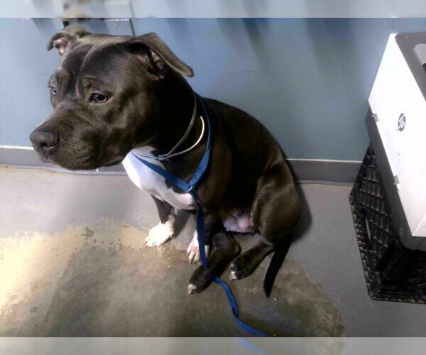 Medium Photo #1 American Staffordshire Terrier-Unknown Mix Puppy For Sale in Tallahassee, FL, USA