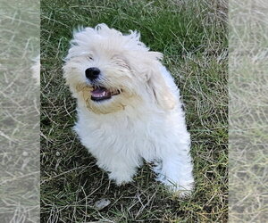 Tater - Male Havanese Dog for Adoption - Photo #2