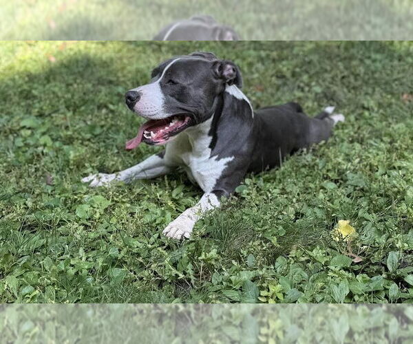 Medium Photo #3 American Pit Bull Terrier-Staffordshire Bull Terrier Mix Puppy For Sale in Princeton, MN, USA