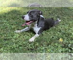 Small #2 American Pit Bull Terrier-Staffordshire Bull Terrier Mix
