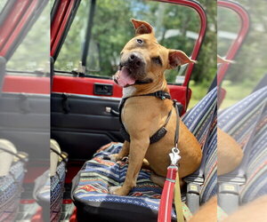Penny - Female Black Mouth Cur-Unknown Mix Dog for Adoption