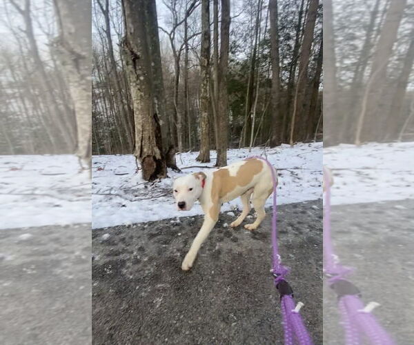 Medium Photo #1 Mutt Puppy For Sale in Frenchburg, KY, USA