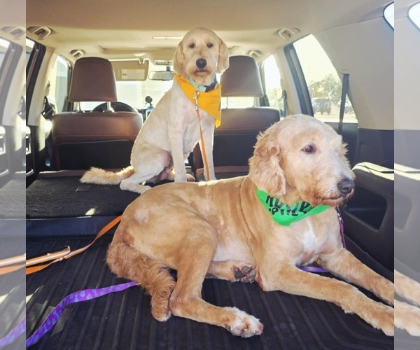Medium Photo #6 Labradoodle Puppy For Sale in Columbus, IN, USA