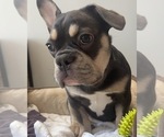 Small Photo #1 French Bulldog Puppy For Sale in JERSEY CITY, NJ, USA