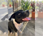 Small #1 Mutt