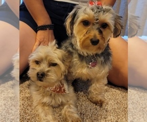 Yorkshire Terrier Puppy for Sale in SPARKS, Nevada USA