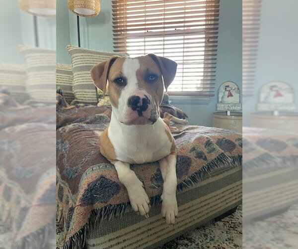 Medium Photo #7 Mutt Puppy For Sale in Evansville, IN, USA