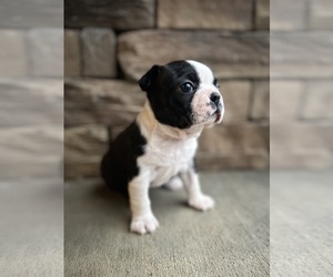 Boston Terrier Puppy for sale in WASHBURN, MO, USA