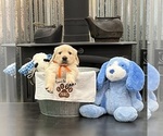 Puppy Mr Orange Golden Retriever