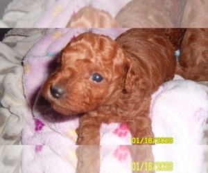 Poodle (Miniature) Puppy for sale in DULUTH, GA, USA