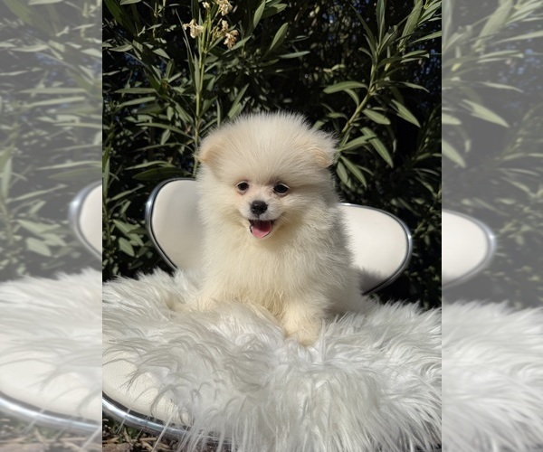 Medium Photo #1 Pomeranian Puppy For Sale in SANTA CLARITA, CA, USA