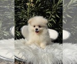 Puppy Dembele Pomeranian