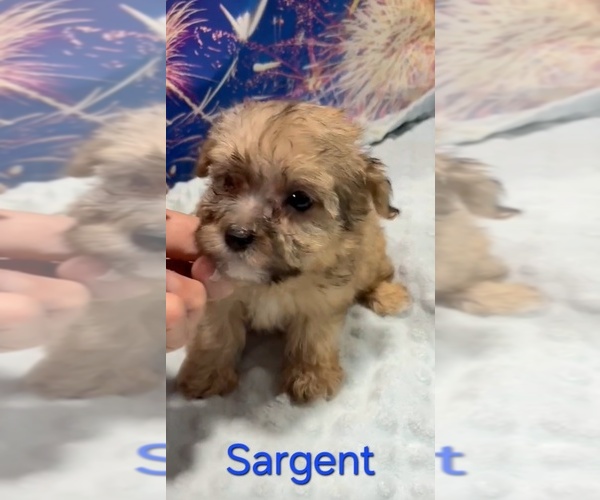 Medium Photo #3 Yorkipoo Puppy For Sale in AZLE, TX, USA