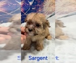 Sargent - Male Yorkipoo Puppy for Sale - Photo #3