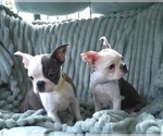 Small #16 Boston Terrier