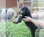 Small #4 Bernese Mountain Dog-Labrador Retriever Mix
