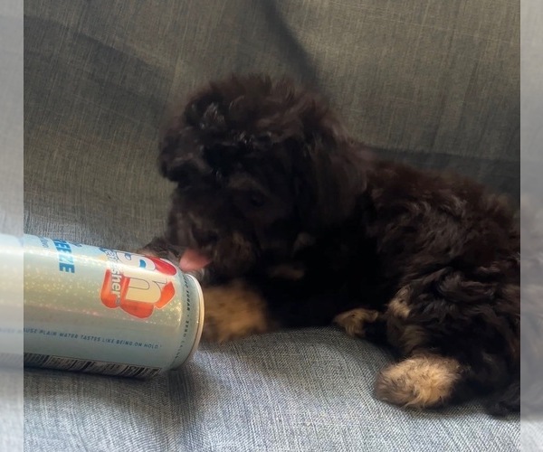Medium Photo #9 Pyredoodle (Toy) Puppy For Sale in BYRON, CA, USA
