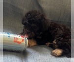 Small #8 Pyredoodle (Toy)