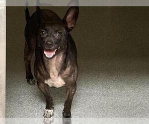 Chihuahua Dogs for adoption in Orange, CA, USA