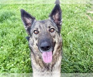 Norwegian Elkhound-Unknown Mix Dogs for adoption in Pueblo, CO, USA