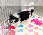 Bruno - Male Havashire Puppy for Sale - Photo #10