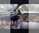 Puppy Puppy 5 Belgian Malinois