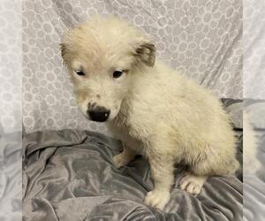 Great Pyrenees-Unknown Mix Dogs for adoption in Modesto, CA, USA