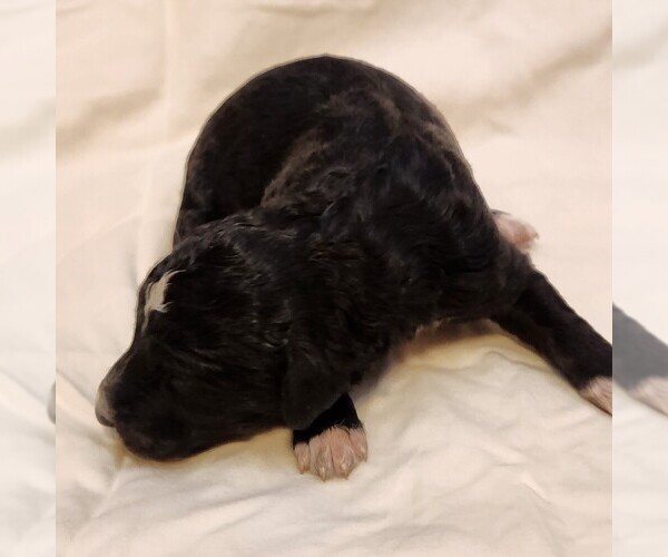 Medium Photo #6 F2 Aussiedoodle Puppy For Sale in COLUMBIA, TN, USA