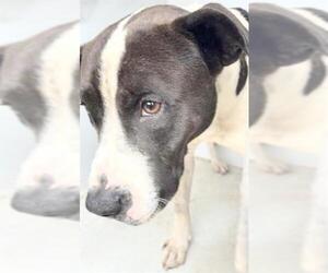 Mutt Dogs for adoption in Houston, TX, USA