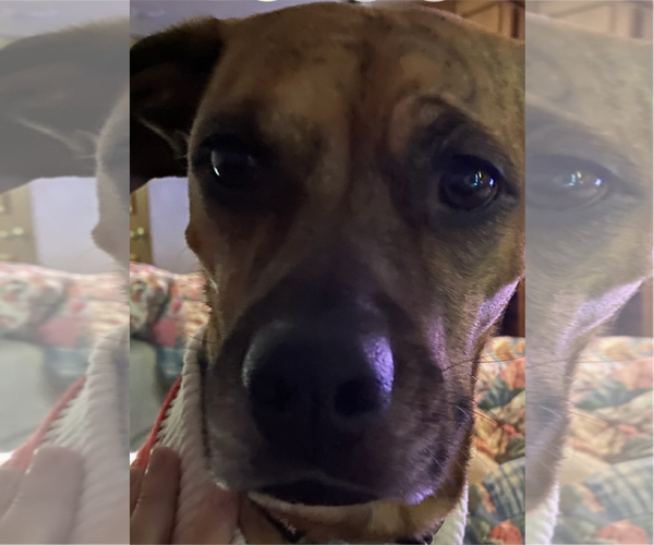 Medium Photo #3 Mutt Puppy For Sale in Chandler, AZ, USA