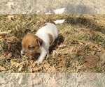 Puppy Eleanor Jack Russell Terrier